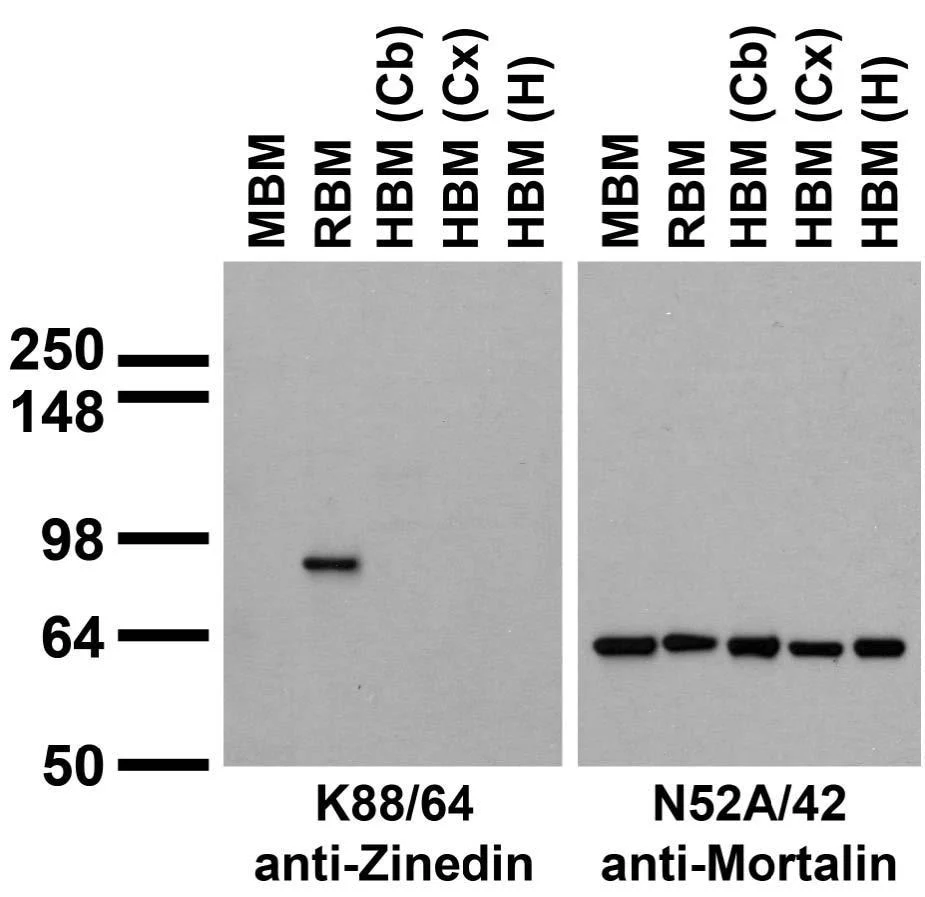 Anti-Zinedin Antibody - Image 3