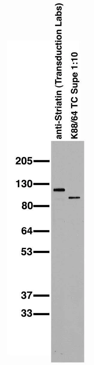 Anti-Zinedin Antibody - Image 4