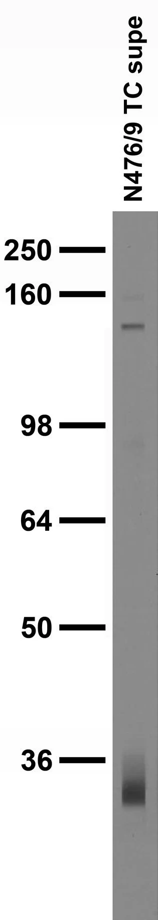 Anti-ZIP3 Antibody - Image 2