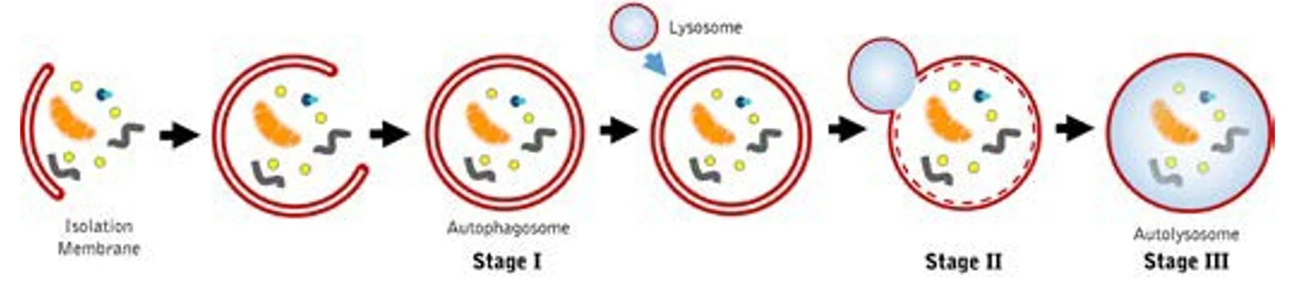 Autophagy Assay - Red Fluorescent