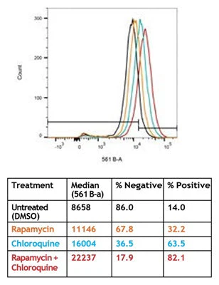 Autophagy Assay - Red Fluorescent - Image 2