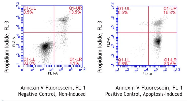 Bovine Annexin V-Fluorescein Apoptosis Assay Kit
