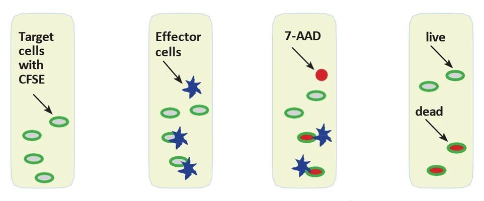 Cell-mediated Cytotoxicity Assay: Basic Cytotoxicity Test