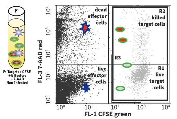 Cell-mediated Cytotoxicity Assay: Basic Cytotoxicity Test - Image 10