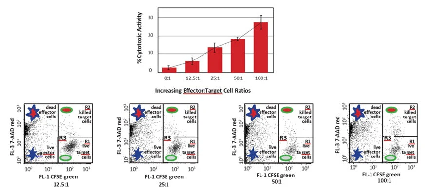 Cell-mediated Cytotoxicity Assay: Basic Cytotoxicity Test - Image 12