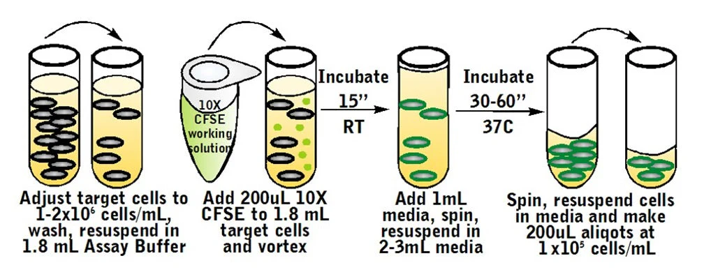 Cell-mediated Cytotoxicity Assay: Basic Cytotoxicity Test - Image 4