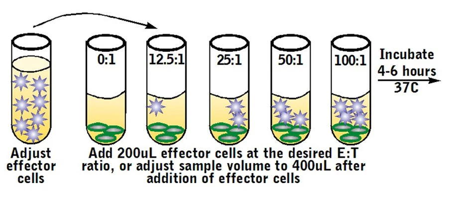 Cell-mediated Cytotoxicity Assay: Basic Cytotoxicity Test - Image 5