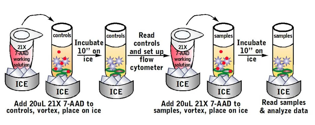 Cell-mediated Cytotoxicity Assay: Basic Cytotoxicity Test - Image 6