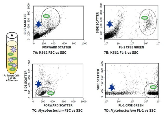 Cell-mediated Cytotoxicity Assay: Basic Cytotoxicity Test - Image 7