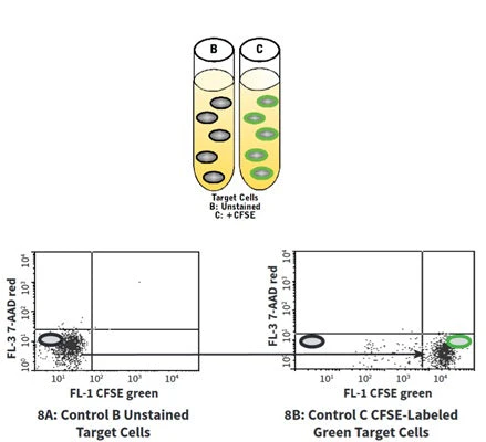 Cell-mediated Cytotoxicity Assay: Basic Cytotoxicity Test - Image 8