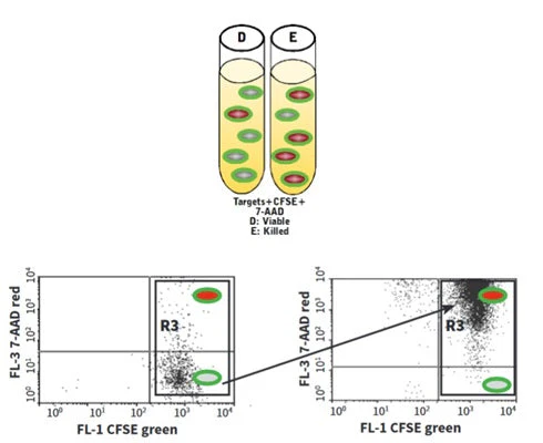 Cell-mediated Cytotoxicity Assay: Basic Cytotoxicity Test - Image 9