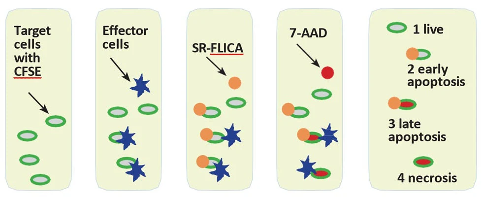 Cell-mediated Cytotoxicity Assay: Total Cytotoxicity Test