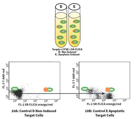 Cell-mediated Cytotoxicity Assay: Total Cytotoxicity Test - Image 10