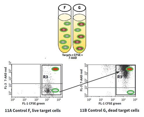 Cell-mediated Cytotoxicity Assay: Total Cytotoxicity Test - Image 11