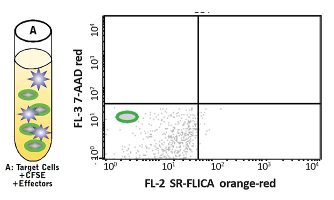 Cell-mediated Cytotoxicity Assay: Total Cytotoxicity Test - Image 12