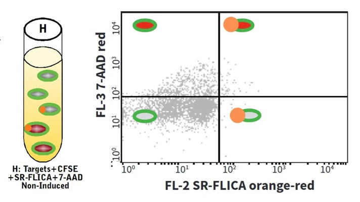 Cell-mediated Cytotoxicity Assay: Total Cytotoxicity Test - Image 13