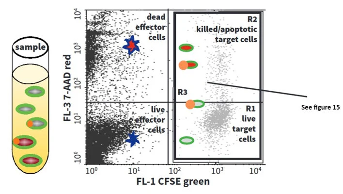 Cell-mediated Cytotoxicity Assay: Total Cytotoxicity Test - Image 14