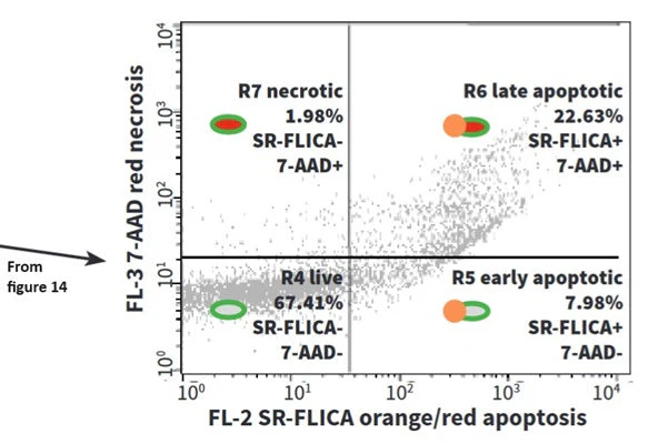 Cell-mediated Cytotoxicity Assay: Total Cytotoxicity Test - Image 15