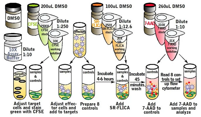 Cell-mediated Cytotoxicity Assay: Total Cytotoxicity Test - Image 2