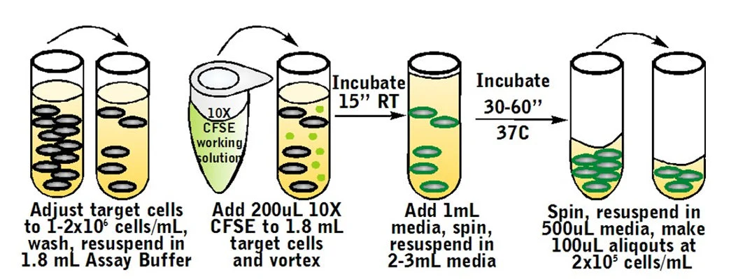 Cell-mediated Cytotoxicity Assay: Total Cytotoxicity Test - Image 4