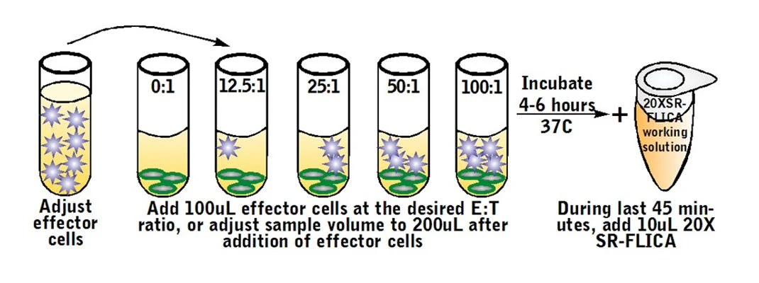 Cell-mediated Cytotoxicity Assay: Total Cytotoxicity Test - Image 5