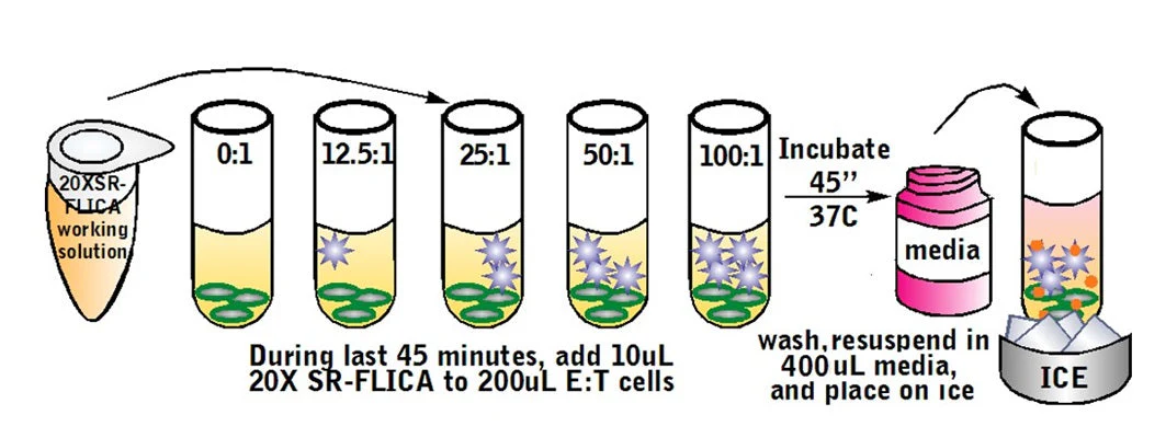 Cell-mediated Cytotoxicity Assay: Total Cytotoxicity Test - Image 6