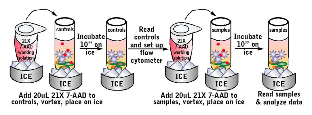 Cell-mediated Cytotoxicity Assay: Total Cytotoxicity Test - Image 7