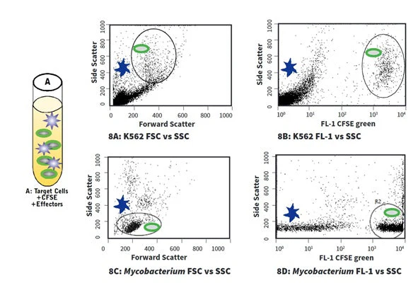 Cell-mediated Cytotoxicity Assay: Total Cytotoxicity Test - Image 8