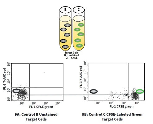 Cell-mediated Cytotoxicity Assay: Total Cytotoxicity Test - Image 9