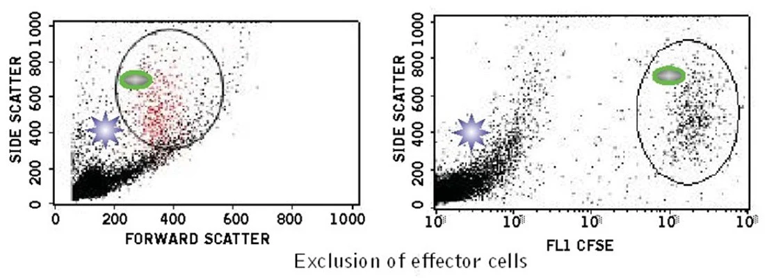 CFSE Green Fluorescent Stain - for cell labelling and proliferation studies - Image 2
