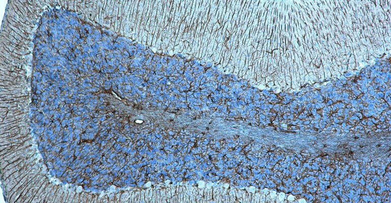 Citrate Buffer, 10X - Image 5