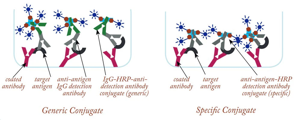 Conjugation-Ready HRP Maleimide - Image 3