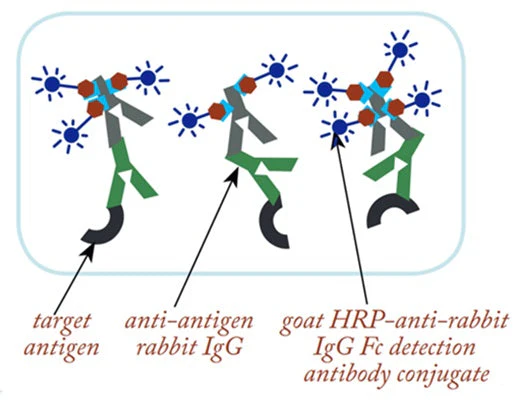 Conjugation-Ready HRP Maleimide - Image 4
