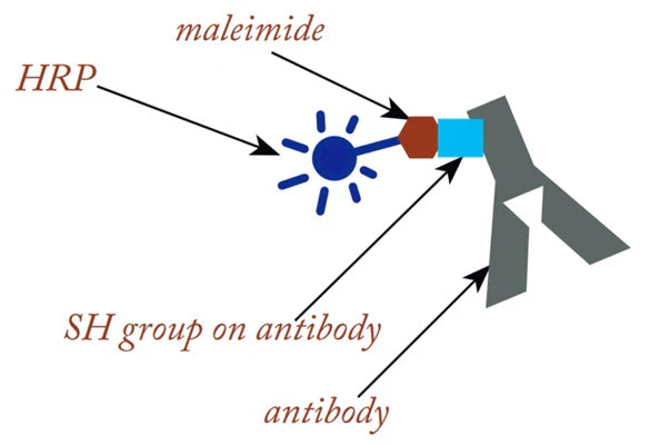 Conjugation-Ready HRP Maleimide - Image 5