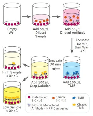 DNA Damage ELISA Kit - Image 4