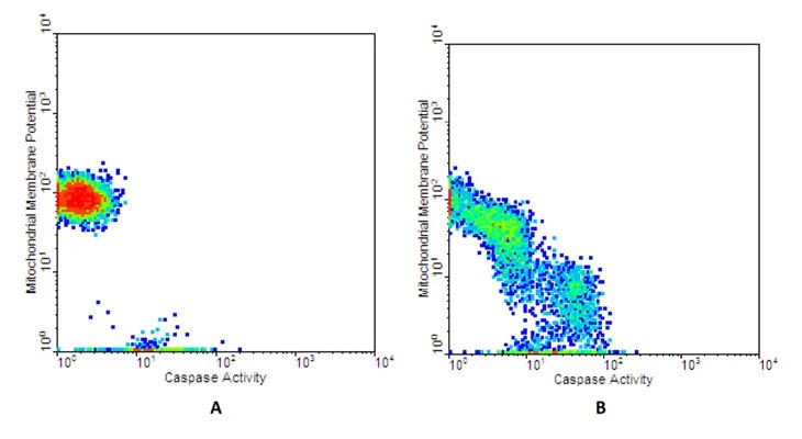 Dual Poly Caspase and Mitochondrial Membrane Potential Assay Kit - Image 2