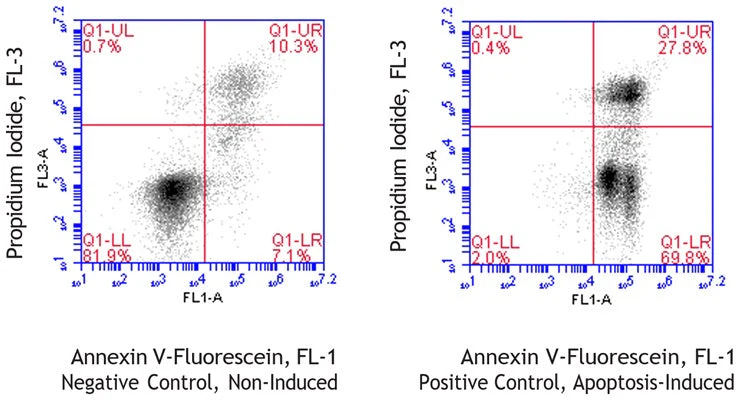Equine Annexin V-Fluorescein Apoptosis Assay Kit