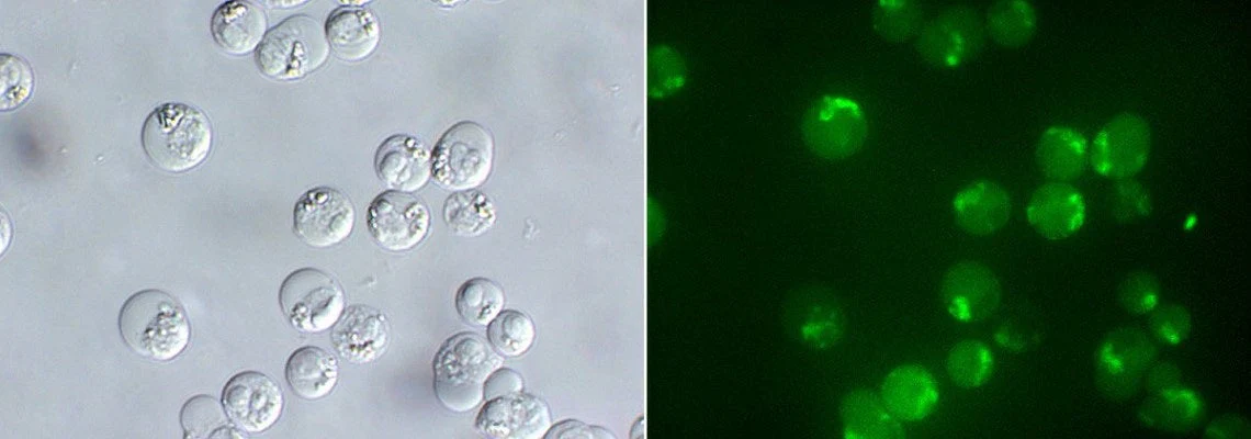 Green Fluorescent FAM-DEVD-OPH in vitro caspase-3/7 Apoptosis Detection Reagent