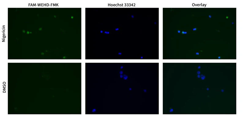 Green Fluorescent FAM FLICA® Caspase-1 (WEHD) Assay Kit