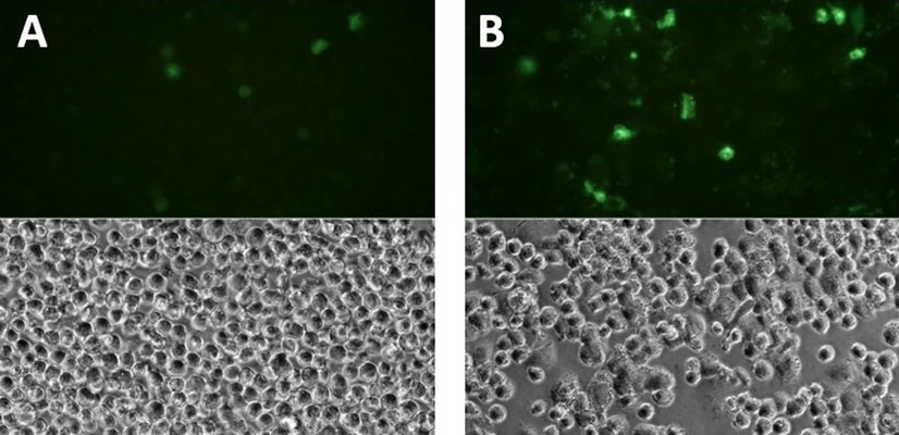Green Fluorescent FAM-FLICA® Caspase-1 (YVAD) Assay Kit