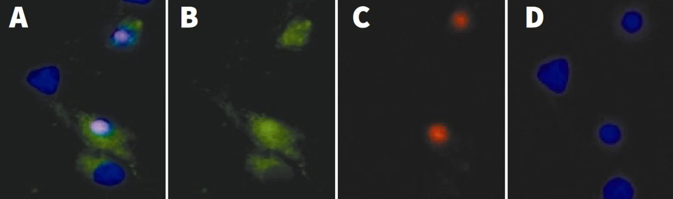 Green Fluorescent FAM-FLICA® Caspase-3/7 (DEVD) Assay Kit