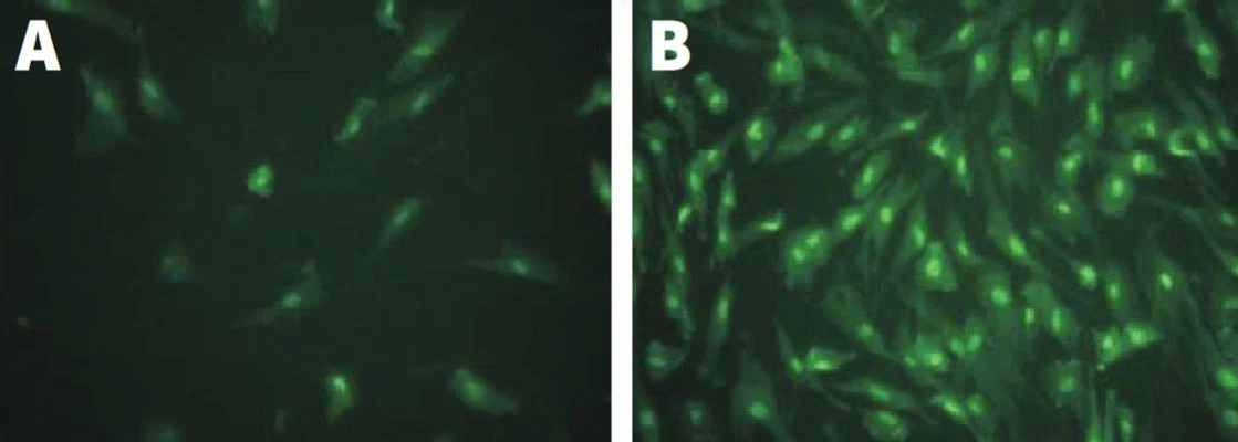 Green Fluorescent FAM-FLICA® Caspase-3/7 (DEVD) Assay Kit - Image 2