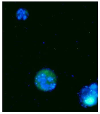 Green Fluorescent Poly (active) Caspase FAM FLICA® Assay Kit (FAM-VAD-FMK)