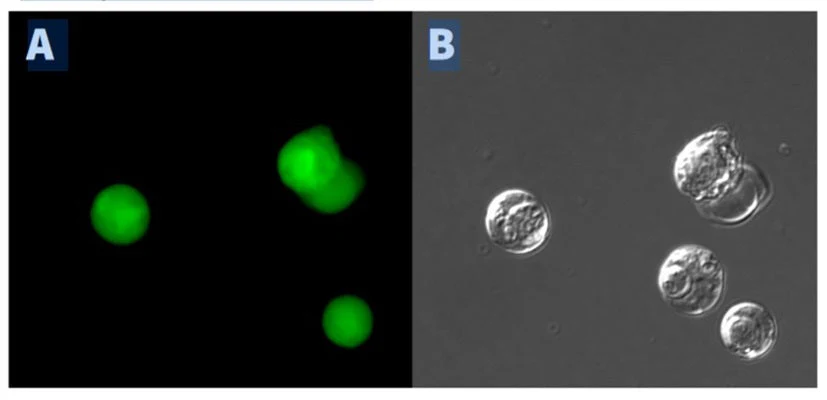 Green Fluorescent Poly (active) Caspase FAM FLICA® Assay Kit (FAM-VAD-FMK) - Image 2