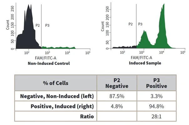 Green Fluorescent Poly (active) Caspase FAM FLICA® Assay Kit (FAM-VAD-FMK) - Image 3