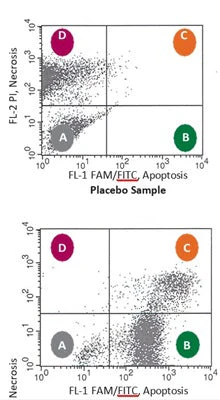 Green Fluorescent Poly (active) Caspase FAM FLICA® Assay Kit (FAM-VAD-FMK) - Image 4
