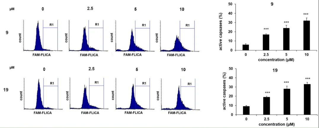 Green Fluorescent Poly (active) Caspase FAM FLICA® Assay Kit (FAM-VAD-FMK) - Image 7