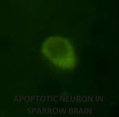 Green Fluorescent FAM In vivo Poly (active) Caspase (VAD) Assay - Image 2