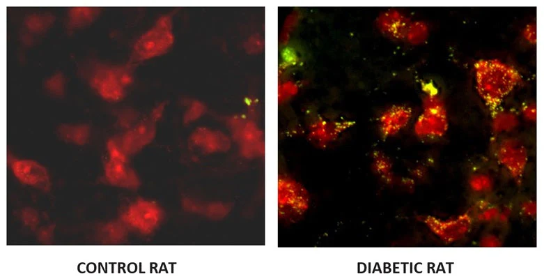 Green Fluorescent FAM In vivo Poly (active) Caspase (VAD) Assay - Image 3