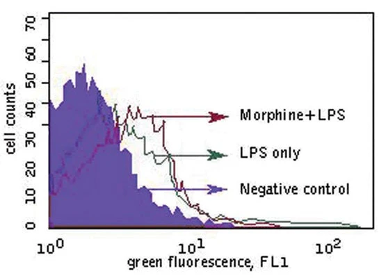 Green Fluorescent FAM In vivo Poly (active) Caspase (VAD) Assay - Image 4